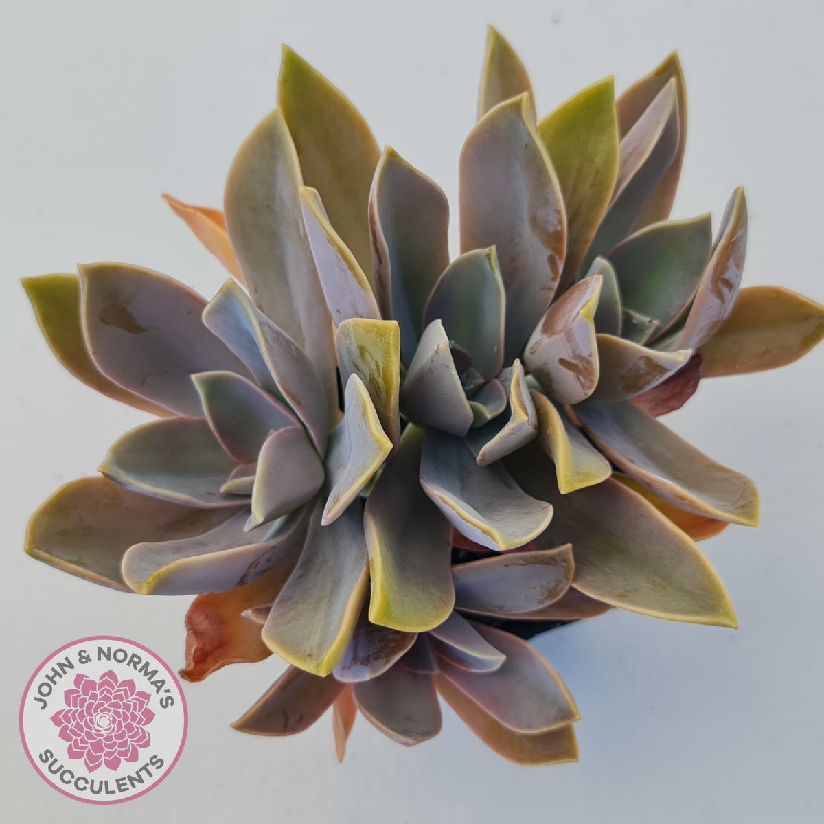 Graptoveria Fred Ives
