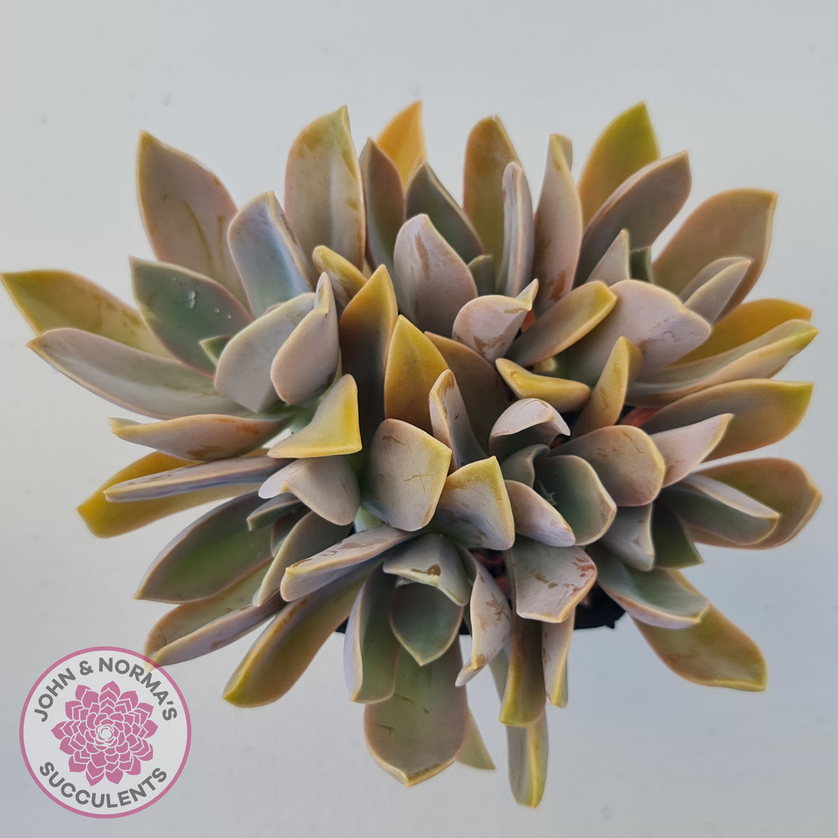 Graptoveria Fred Ives