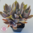 Graptoveria Fred Ives