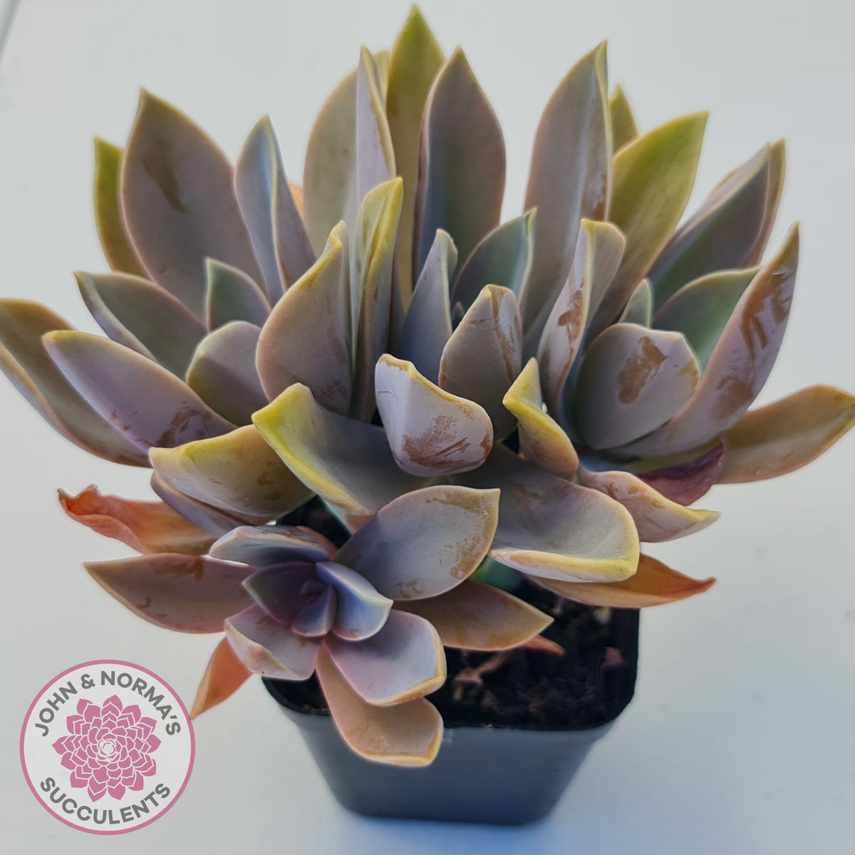 Graptoveria Fred Ives