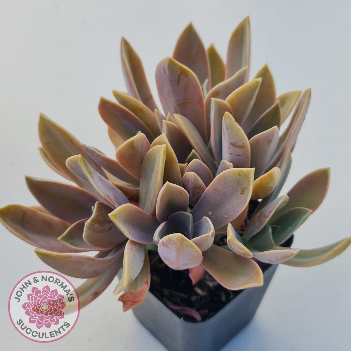 Graptoveria Fred Ives