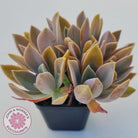 Graptoveria Fred Ives