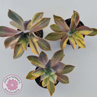 Graptoveria 'Fred Ives Variegata' (Yellow/Gold Variegation)