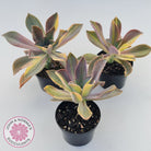 Graptoveria 'Fred Ives Variegata' (Yellow/Gold Variegation)