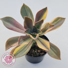 Graptoveria 'Fred Ives Variegata' (Yellow/Gold Variegation)