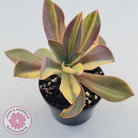 Graptoveria 'Fred Ives Variegata' (Yellow/Gold Variegation)