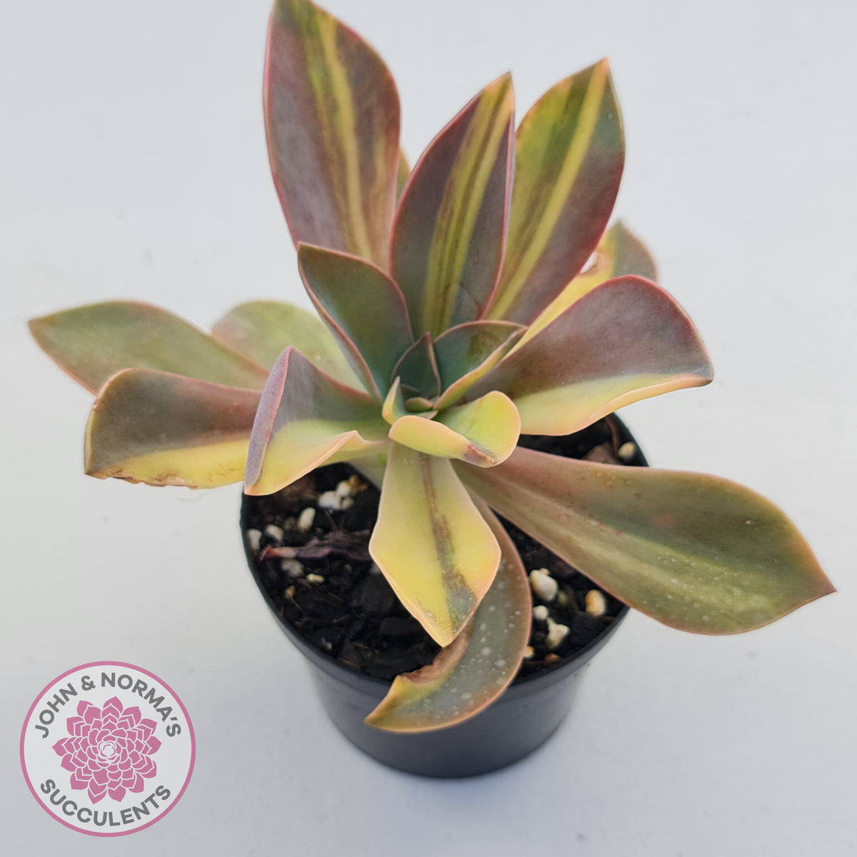 Graptoveria 'Fred Ives Variegata' (Yellow/Gold Variegation)