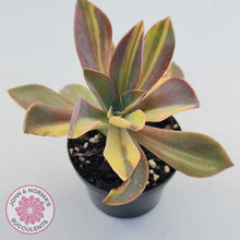Load image into Gallery viewer, Graptoveria &#39;Fred Ives Variegata&#39; (Yellow/Gold Variegation)
