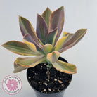 Graptoveria 'Fred Ives Variegata' (Yellow/Gold Variegation)