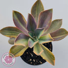 Graptoveria 'Fred Ives Variegata' (Yellow/Gold Variegation)