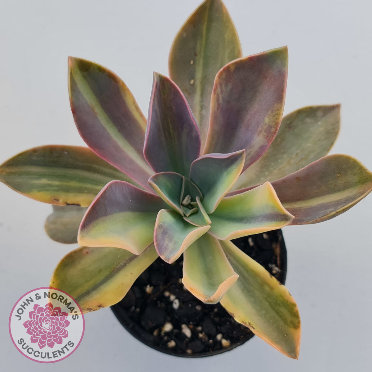 Graptoveria 'Fred Ives Variegata' (Yellow/Gold Variegation)