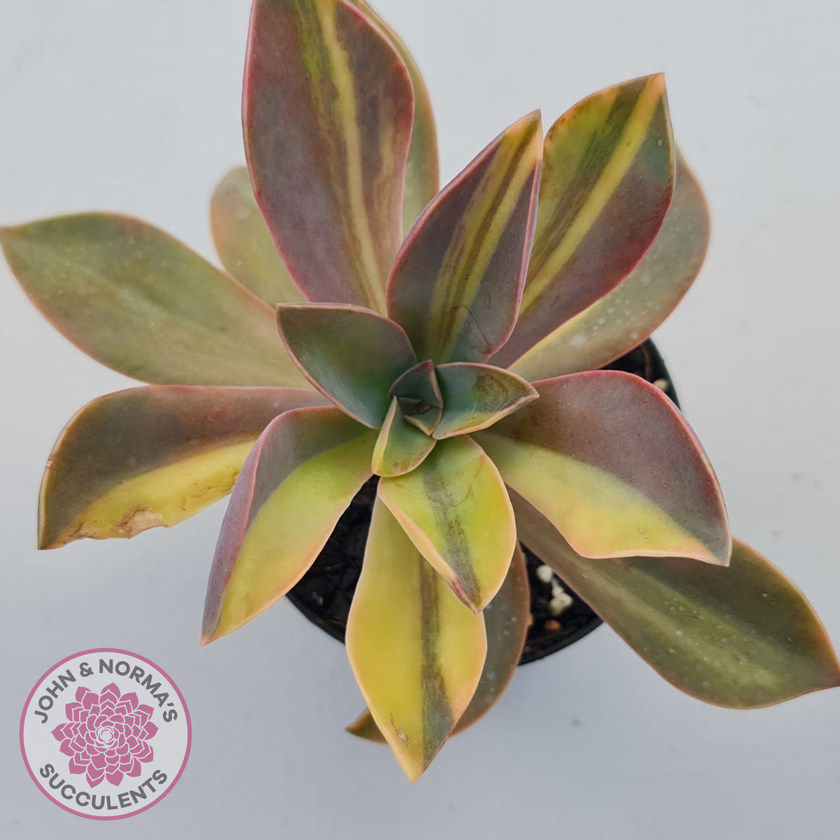 Graptoveria 'Fred Ives Variegata' (Yellow/Gold Variegation)