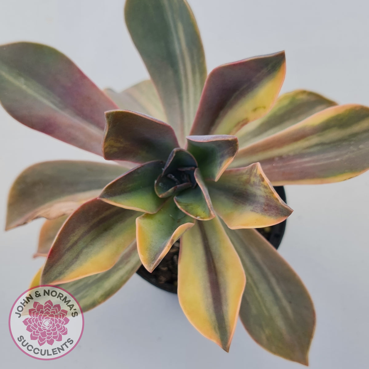 Graptoveria 'Fred Ives Variegata' (Yellow/Gold Variegation)