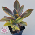 Graptoveria 'Fred Ives Variegata' (Yellow/Gold Variegation)