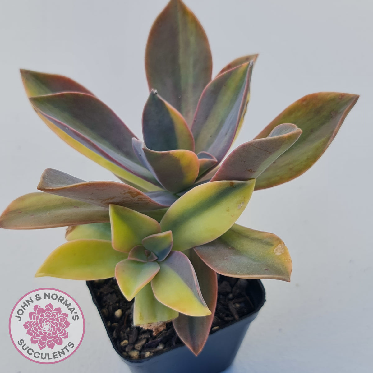 Graptoveria 'Fred Ives Variegata' (Yellow/Gold Variegation)