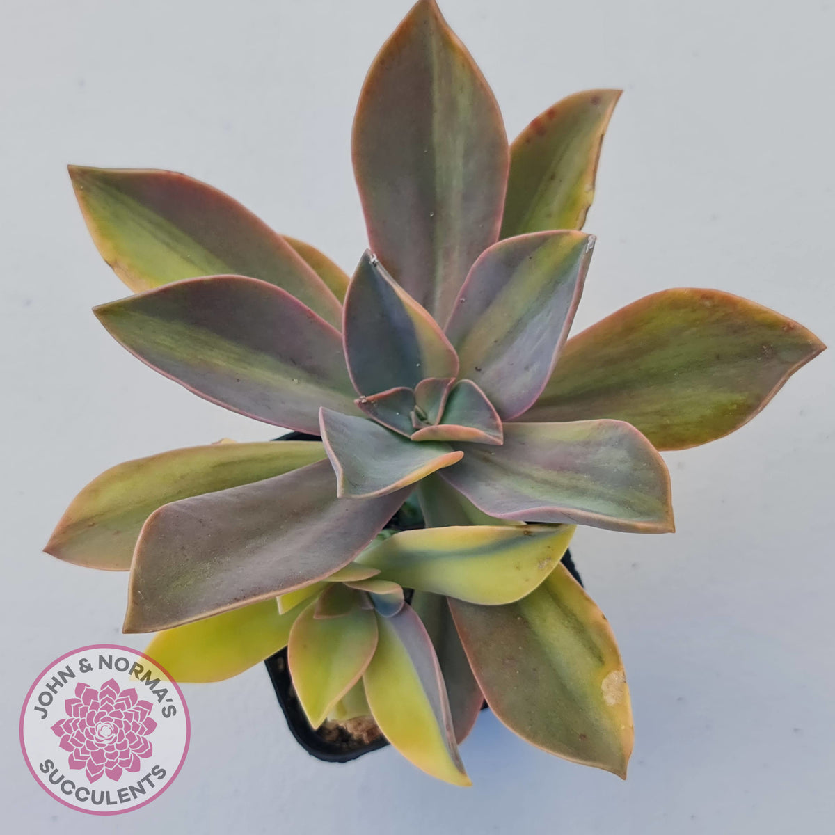 Graptoveria 'Fred Ives Variegata' (Yellow/Gold Variegation)
