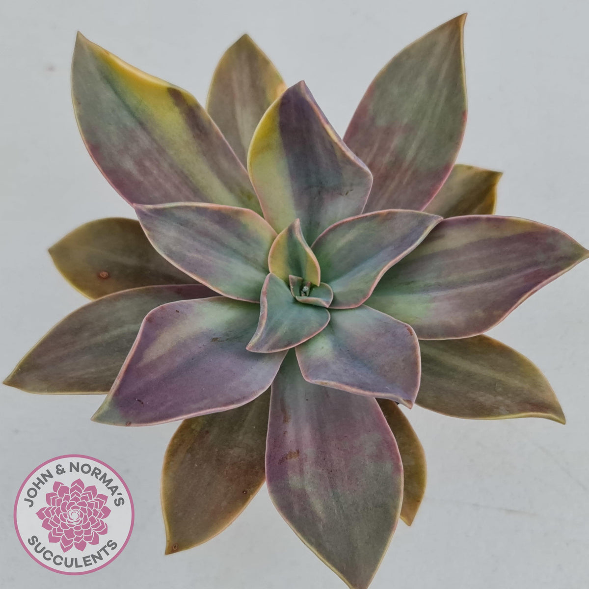 Graptoveria 'Fred Ives Variegata' (Yellow/Gold Variegation)