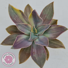 Load image into Gallery viewer, Graptoveria Fred Ives variegata (Yellow/Gold variegation) - John &amp; Norma&#39;s Succulents
