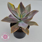 Graptoveria 'Fred Ives Variegata' (Yellow/Gold Variegation)