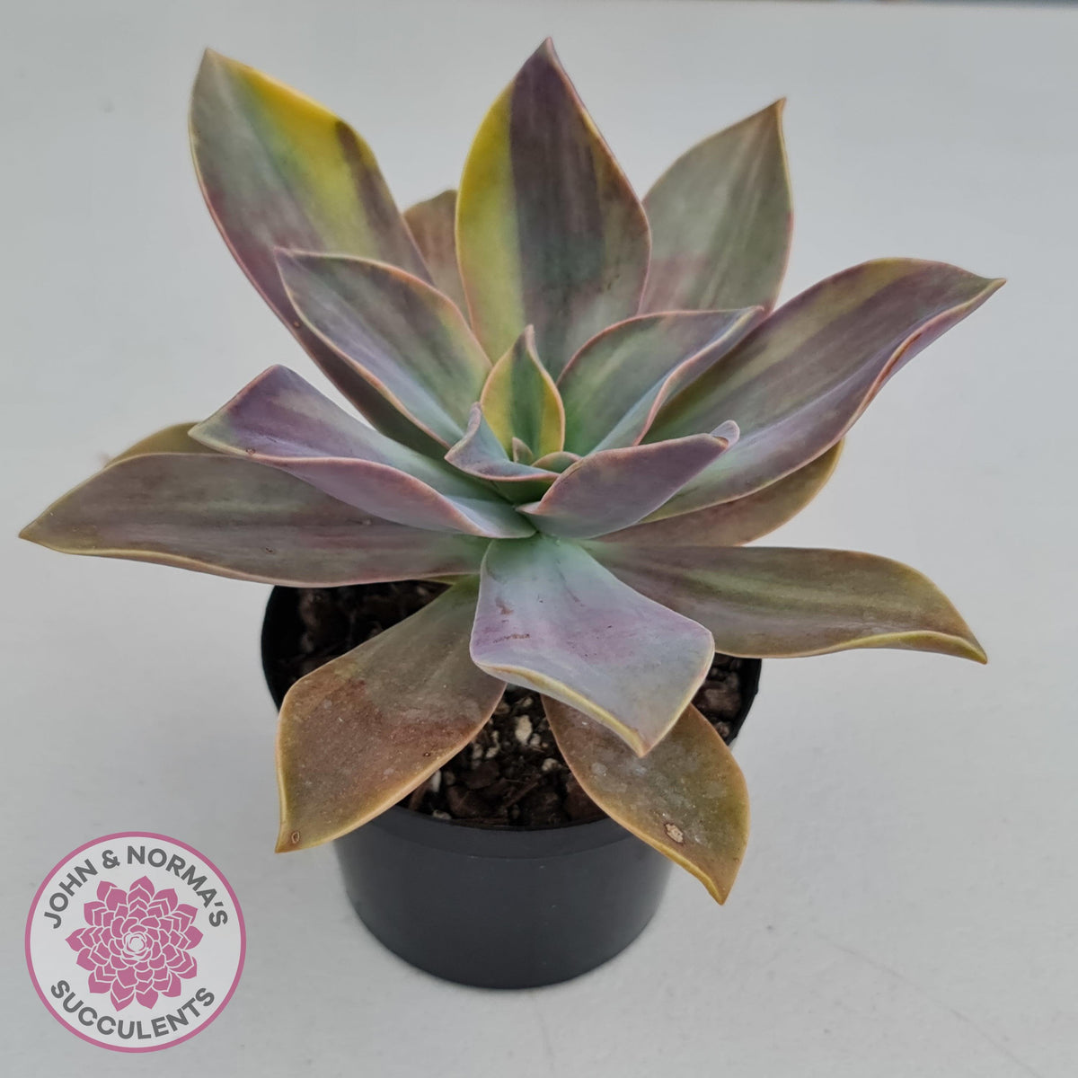 Graptoveria 'Fred Ives Variegata' (Yellow/Gold Variegation)