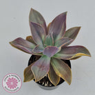 Graptoveria 'Fred Ives Variegata' (Yellow/Gold Variegation)