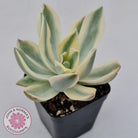 Graptoveria Fred Ives Variegata (White Variegation)