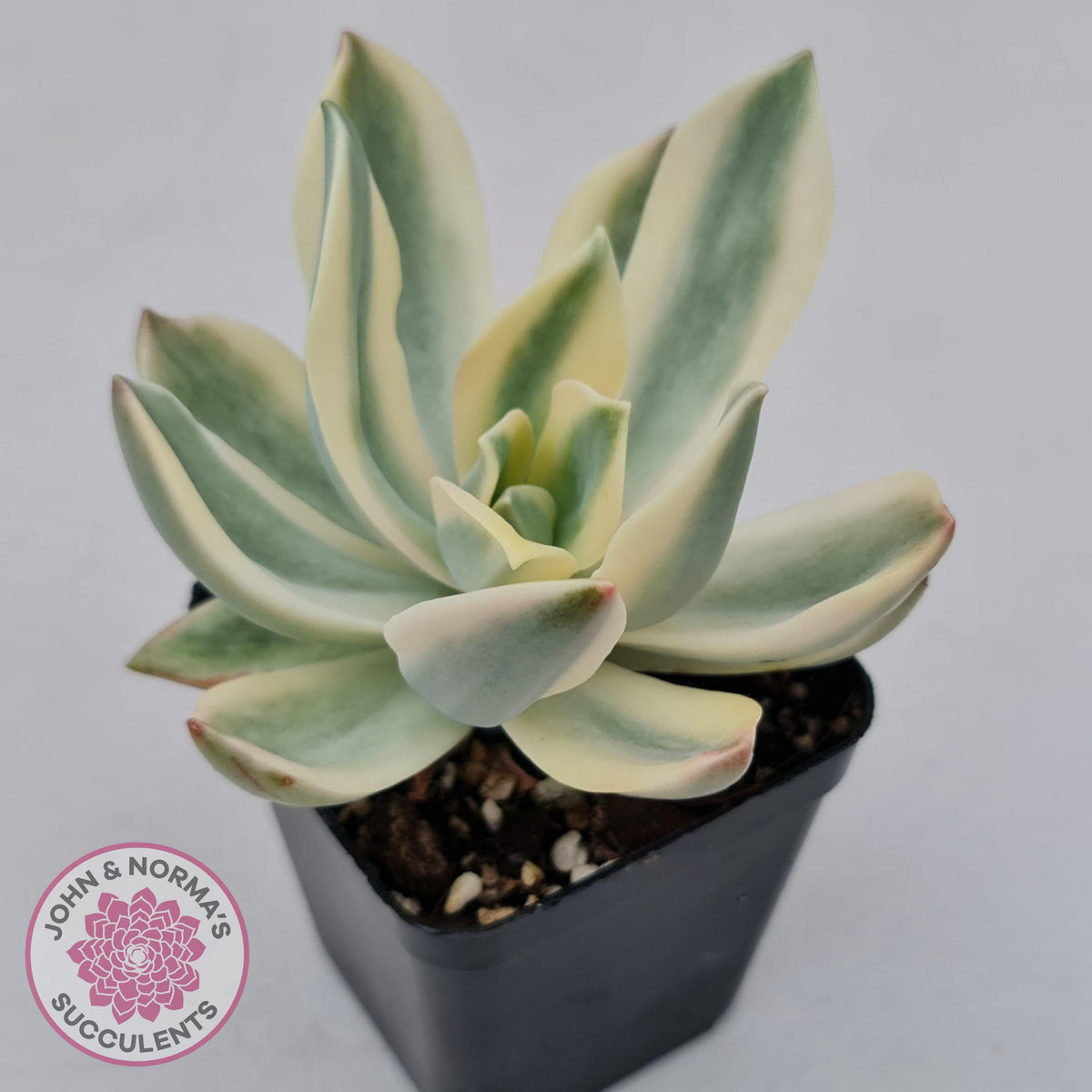 Graptoveria Fred Ives Variegata (White Variegation)