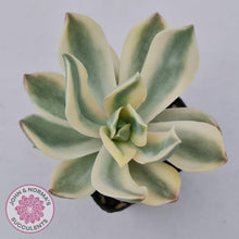 Load image into Gallery viewer, Graptoveria Fred Ives Variegata - John &amp; Norma&#39;s Succulents
