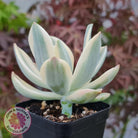Graptoveria Fred Ives Variegata (White Variegation)