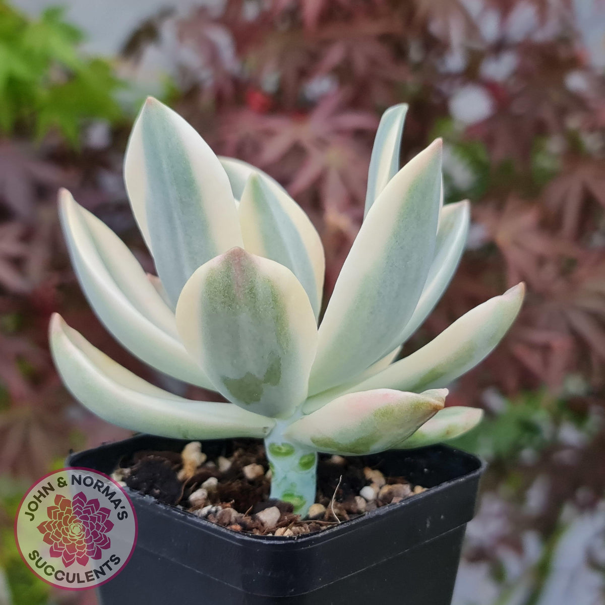 Graptoveria Fred Ives Variegata (White Variegation)