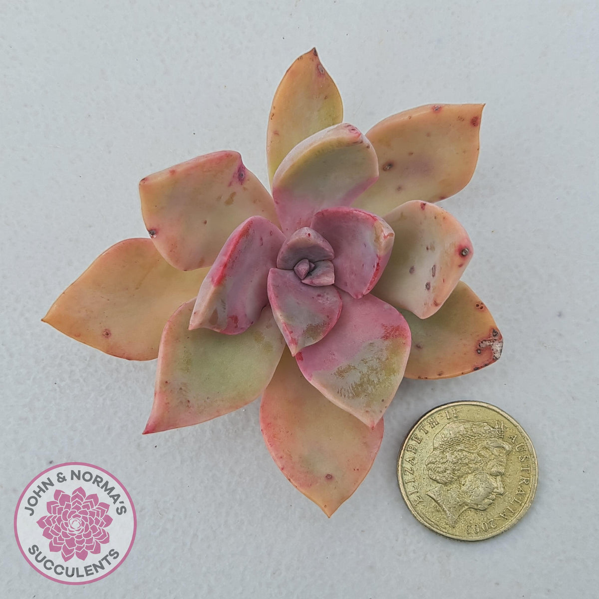 Graptoveria 'Huth's Pink' Cuttings x 1