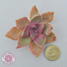 Load image into Gallery viewer, Graptoveria &#39;Huth&#39;s Pink&#39; Cuttings x 1 - John &amp; Norma&#39;s Succulents Australia
