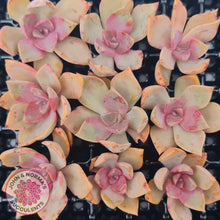 Load image into Gallery viewer, Graptoveria &#39;Huth&#39;s Pink&#39; Cuttings x 1 - John &amp; Norma&#39;s Succulents Australia
