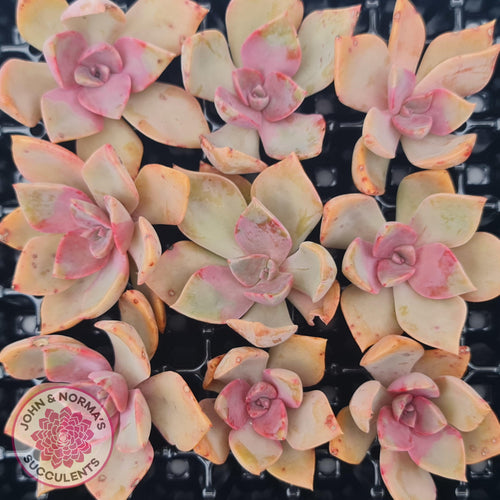 Graptoveria 'Huth's Pink' Cuttings x 1 - John & Norma's Succulents Australia