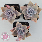 Graptoveria 'Huth's Pink'