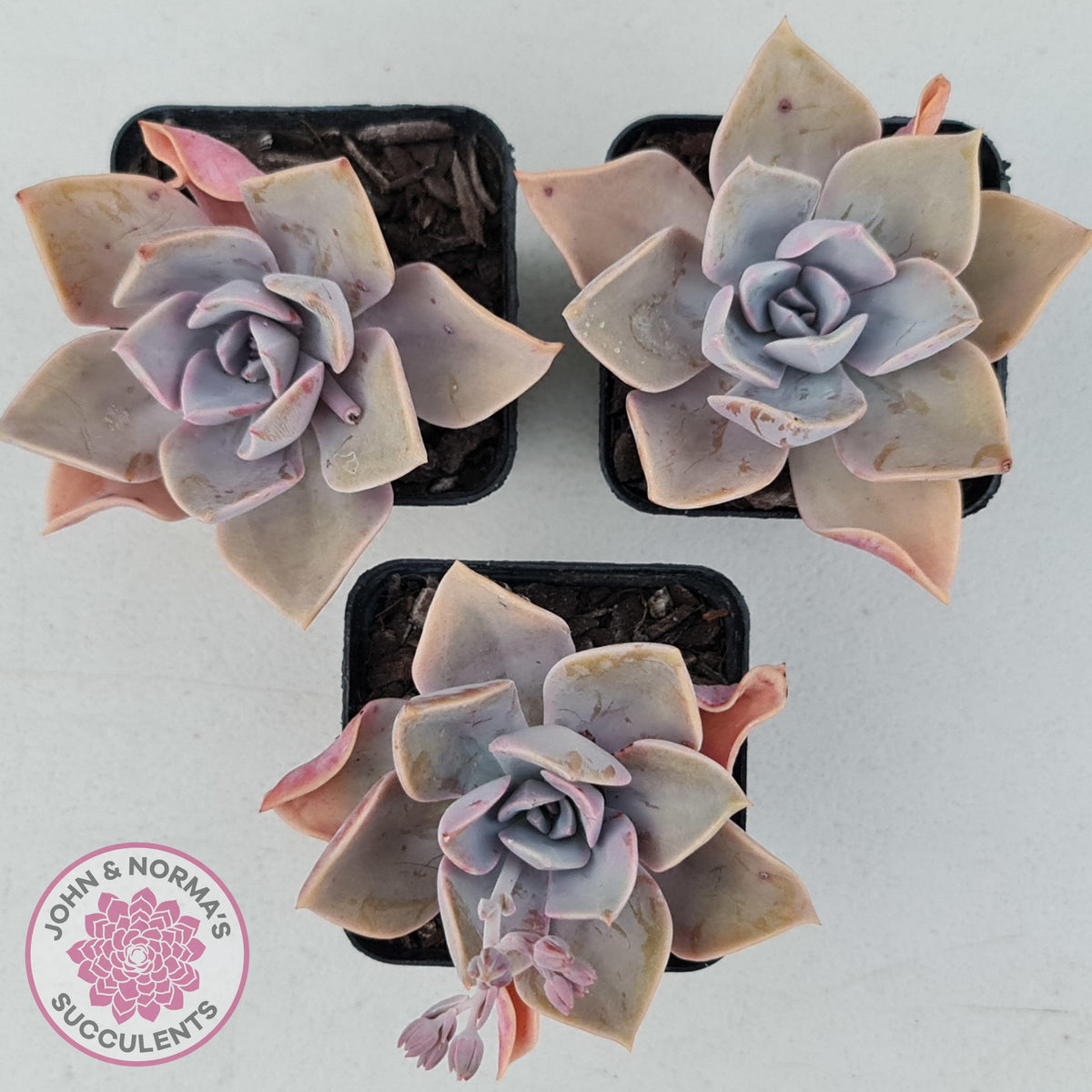 Graptoveria 'Huth's Pink'