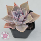 Graptoveria 'Huth's Pink'