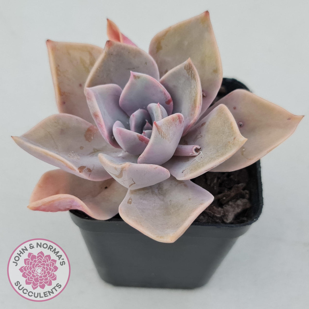 Graptoveria 'Huth's Pink'