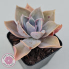 Graptoveria 'Huth's Pink'
