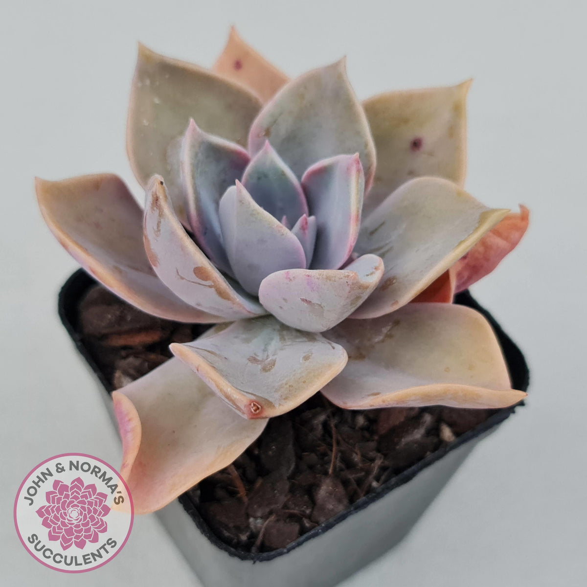 Graptoveria 'Huth's Pink'