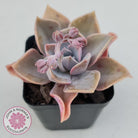 Graptoveria 'Huth's Pink'