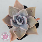 Graptoveria 'Huth's Pink'