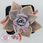 Graptoveria 'Huth's Pink'