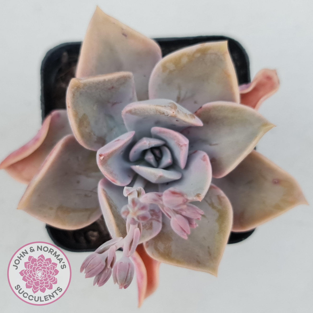 Graptoveria 'Huth's Pink'