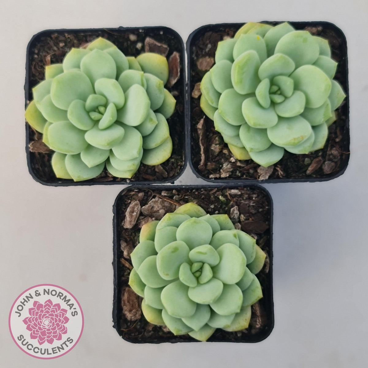 Graptoveria 'Jade Ruyi'