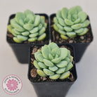 Graptoveria 'Jade Ruyi'