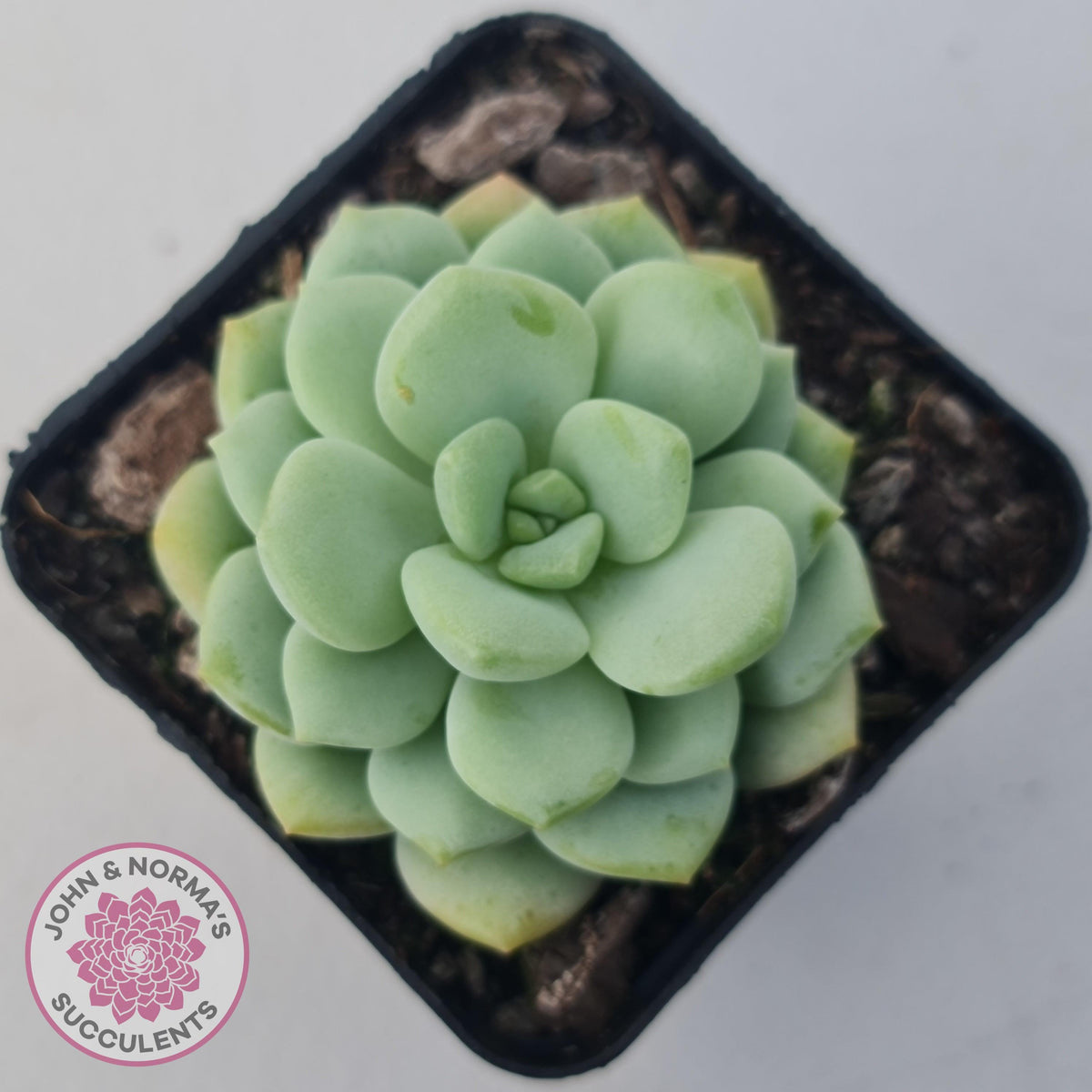 Graptoveria 'Jade Ruyi'