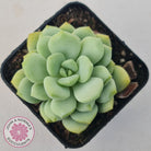 Graptoveria 'Jade Ruyi'
