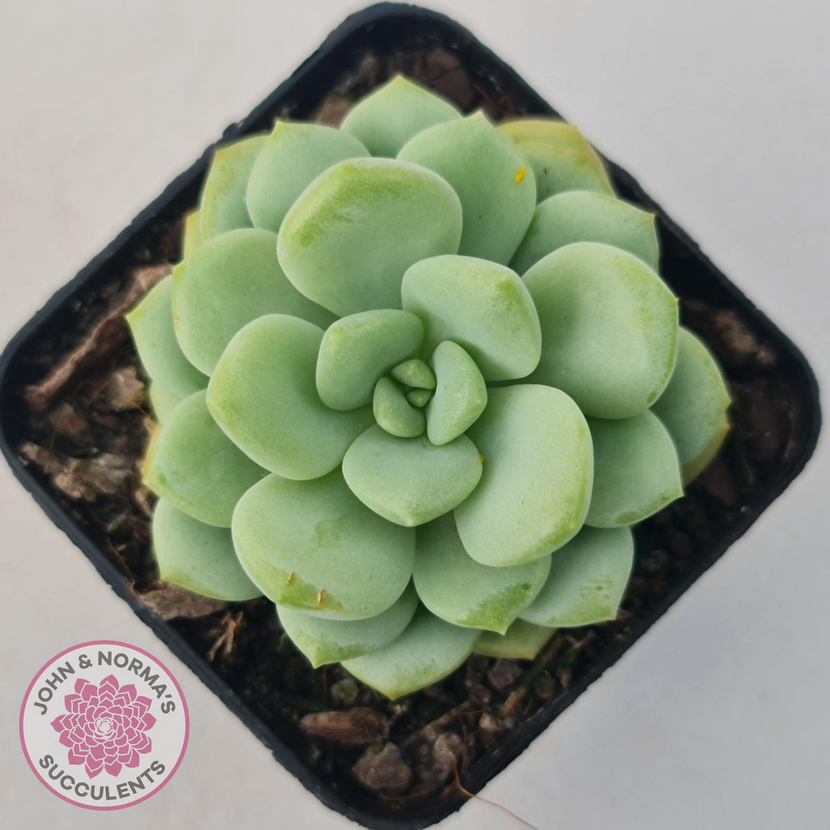 Graptoveria 'Jade Ruyi'