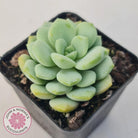 Graptoveria 'Jade Ruyi'